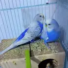 زوج بادجي هولندي منتج