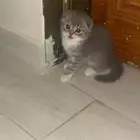 قط سكوتش فولد صغير