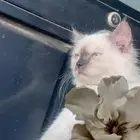 بيع قطه عمرها 4 شهور