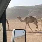 نياق للبيع