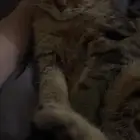 قطه للتبني