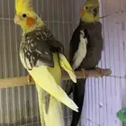 جوز كروان مع انتاجه