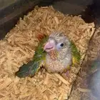 فرخ كنيور انتاج محلي