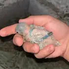 فروخ روز غر