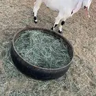 تبس