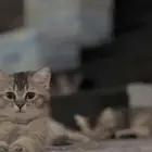 قطط جميلة على السوم