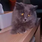 ذكر شيرازي لون رمادي للتبني