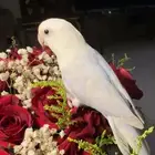 للبيع ببغاء الروز الاليفه