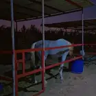 غرف خيل للايجار