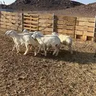 رخال