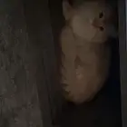 قط ذكر للتبني