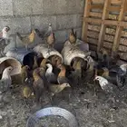 فراريج فيومي ذهبي عمر 2شهرين ونص العدد 30