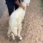 ضحايا العيد كفو جدا