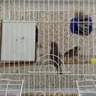 طيور الزبيرا