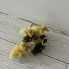 ما شاء الله تبارك الله بط