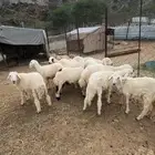 بهم تربيه نظيفه