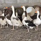 وز منتج. الاغلبيه اناثي العدد 7 البيع لاعلئ سومه