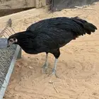 دجاجه بكستاني سندس