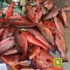 اسماك طارجة يوميا