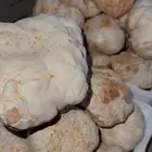 فقع زبيدي كماء