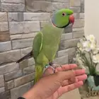 ذكر درة اليف متكلم