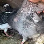 فروخ حمام للبيع فرنسي سلفر زاجل المذبوح عل 27 وحي عل 25