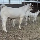 تيس بيشي