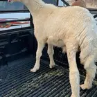 طلي جذع حري 7 أشهر