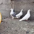 سلام عليكم للبيع ثلاثة أنثى وواحد ذكر