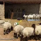 هرافا نعيم