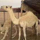 حاشي