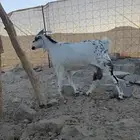 عنز بيشيه دافع