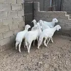 طليان اعمارها متفاوته