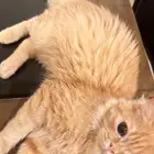 قطه شيرازي انثى