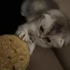 سكوتش فولد صغيره مميزه للبيع