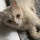 قطه