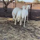 طليان شحم