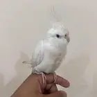 كوكتيل البينو