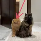 للبيع تبوك