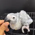 فرخ كاسكو انتاج محلي