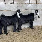 تيوس عوراض صنف