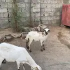 ضان