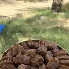 تمر صفري ترج