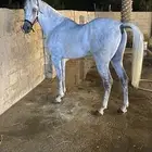 حصان واهو شيخ
