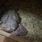 جوز روز بعياله