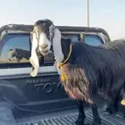 عنز ضايعه حصلنا عند محطة صعيدي