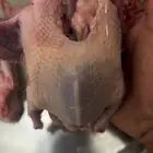 زغليل حمام فرنسي