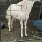 خروف حري فحل ثني او بداية رباع شرط