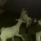 للبيع تيوس وبرابر مرابي