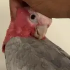 كوكاتو قالا حجم سوبر سوبر جامبو